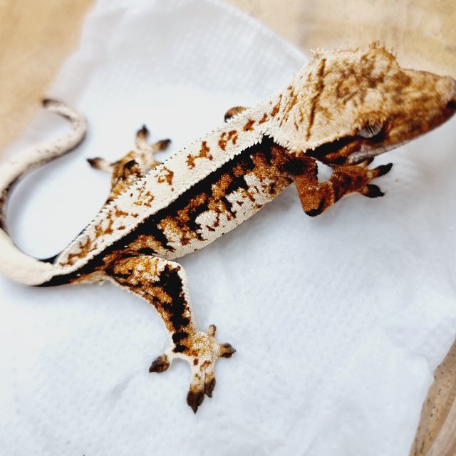 트라이 익스트림할리퀸 풀핀 텐저린