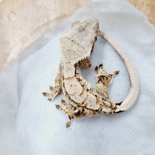 익스트림할리퀸 화이트스팟 화이트포트홀