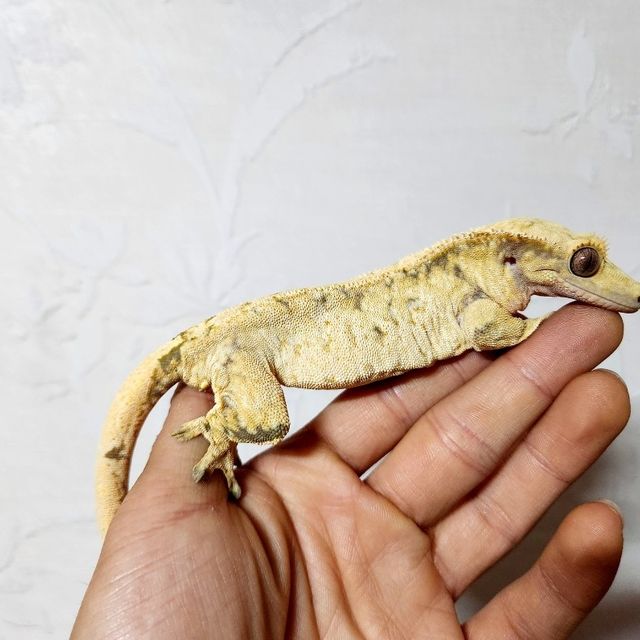 노멀 트라이 화이트스팟