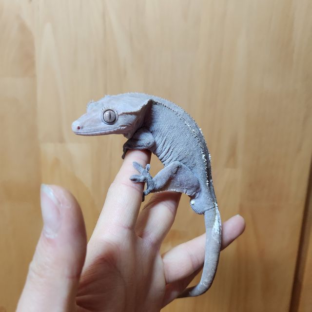 아잔틱