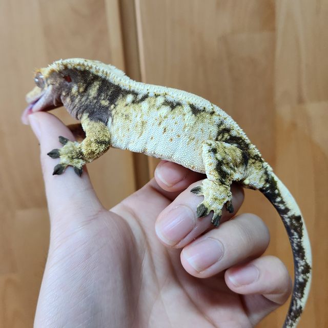 트라이