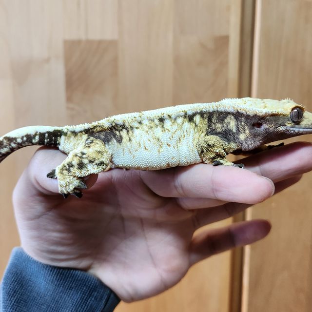트라이