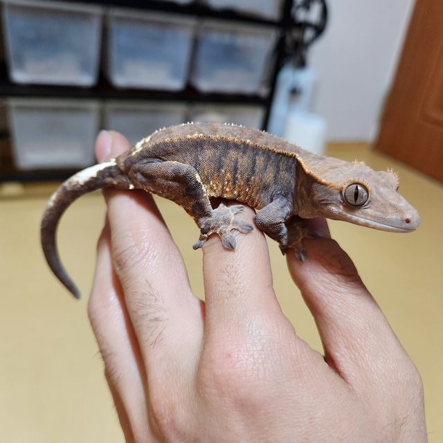 카푸치노
