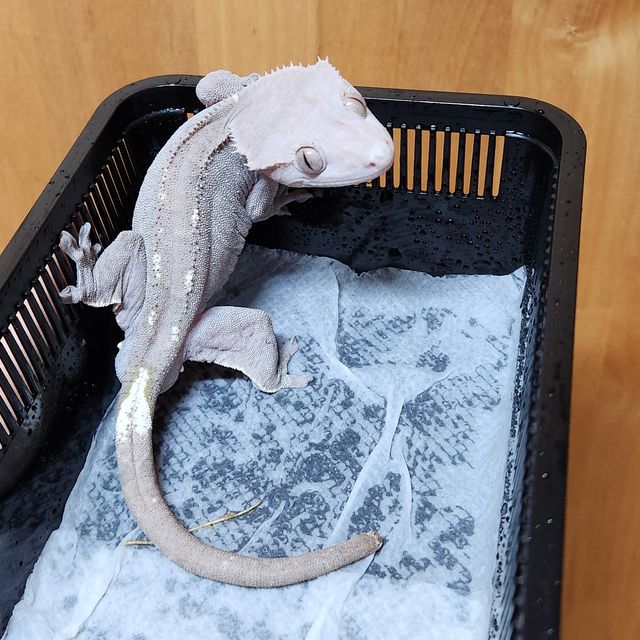 아잔틱