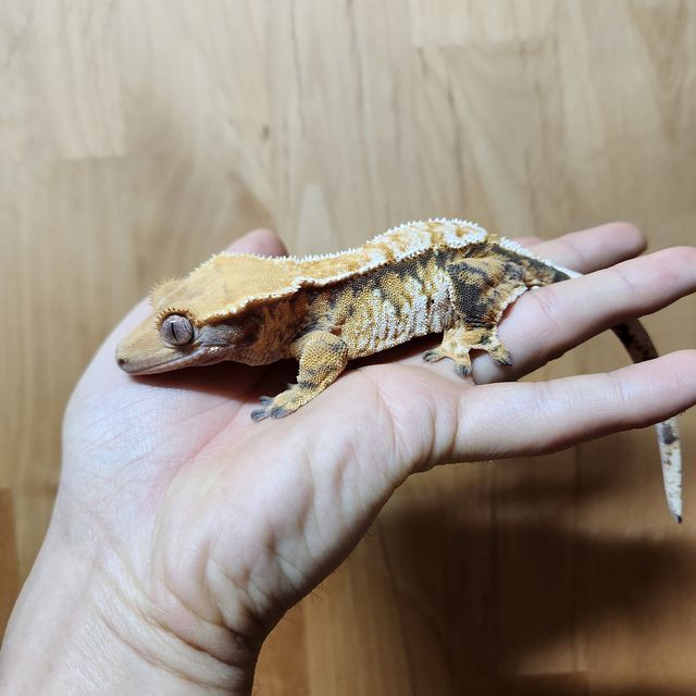 노멀 트라이