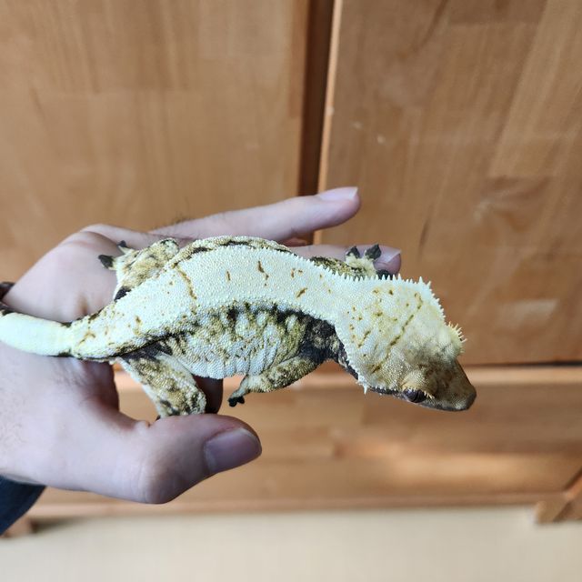 트라이