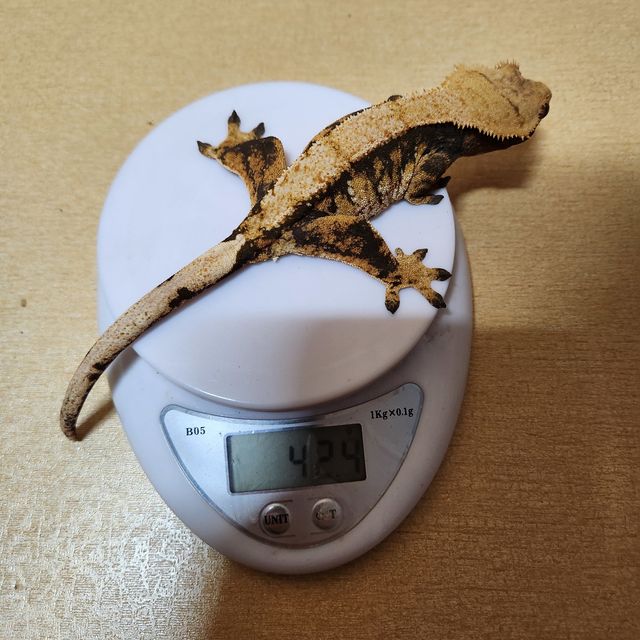 노멀 트라이