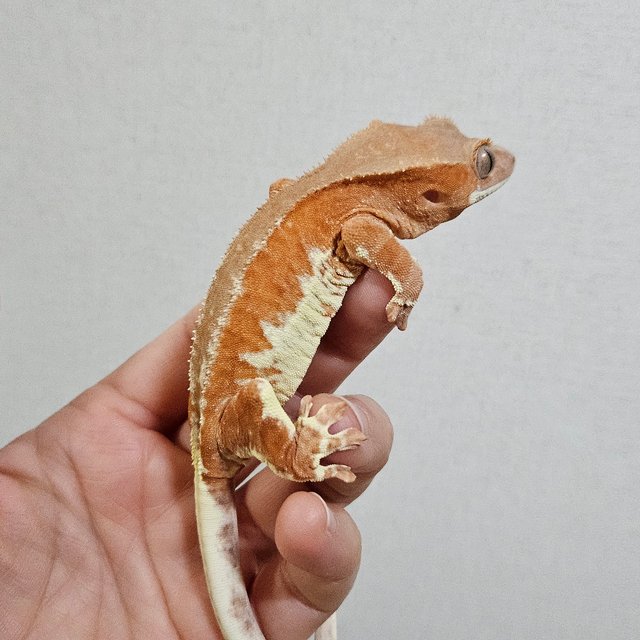 프라푸치노 레드