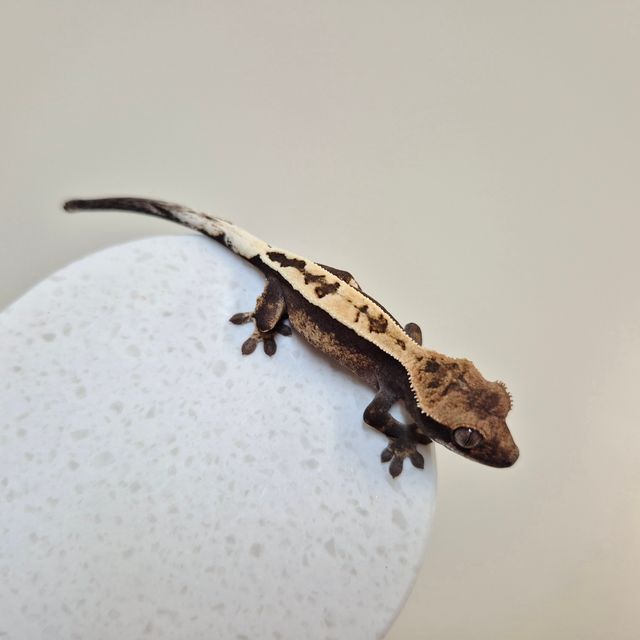 풀핀 세이블