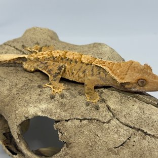 드리피 트라이 익스트림할리퀸