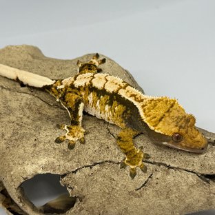 트라이 익스트림할리퀸