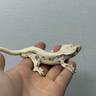 솔리드백 릴리화이트