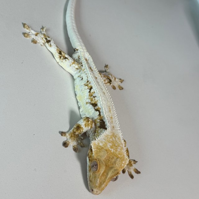 릴리화이트 트라이 화이트