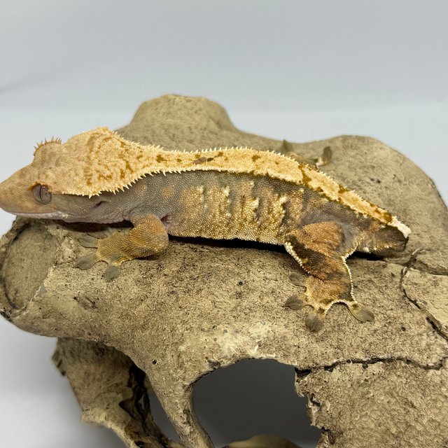 트라이 익스트림할리퀸