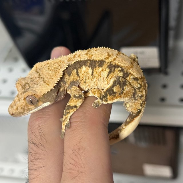 트라이 익스트림할리퀸