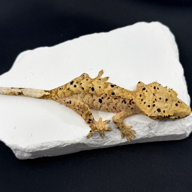 옐로우 슈퍼달마시안