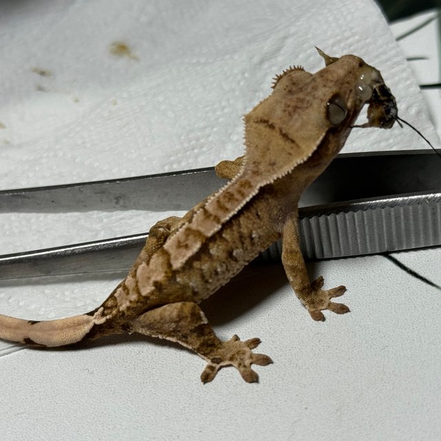 트라이 익스트림할리퀸