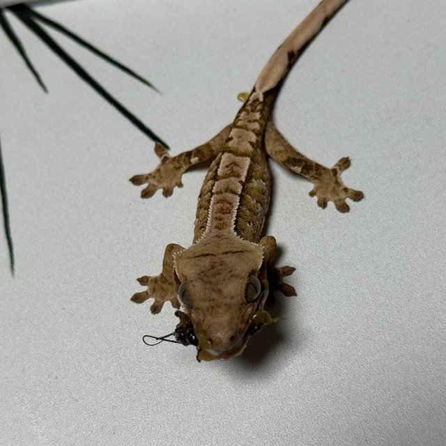 트라이 익스트림할리퀸