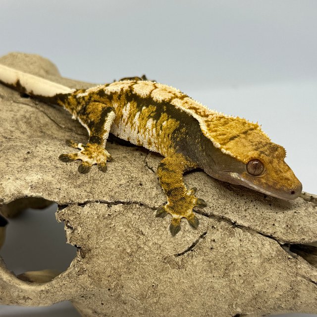 트라이 익스트림할리퀸