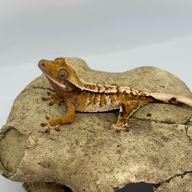 트라이 익스트림할리퀸