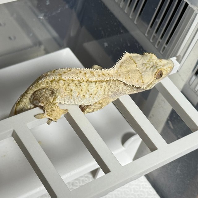 노멀 트라이 드리피 화이트스팟 화이트포트홀