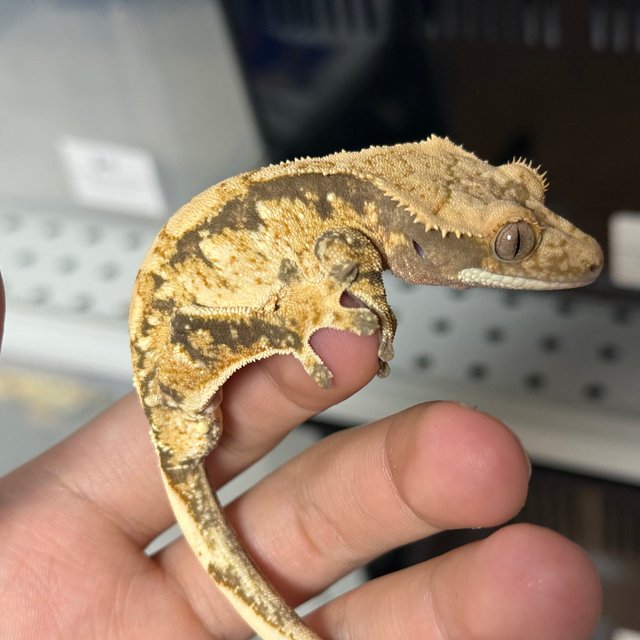 트라이 익스트림할리퀸