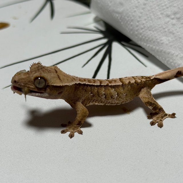 트라이 익스트림할리퀸