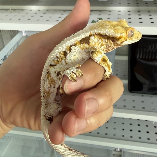 릴리화이트 트라이 화이트