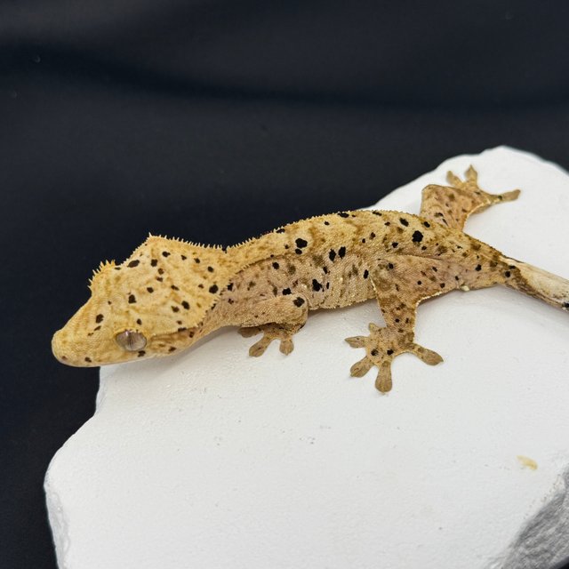 옐로우 슈퍼달마시안