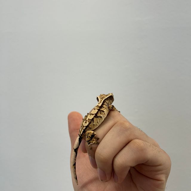 트라이 익스트림할리퀸