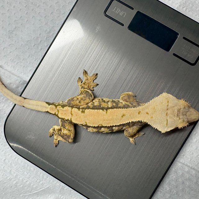 노멀 익스트림할리퀸