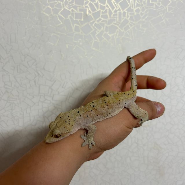 레드 달마시안