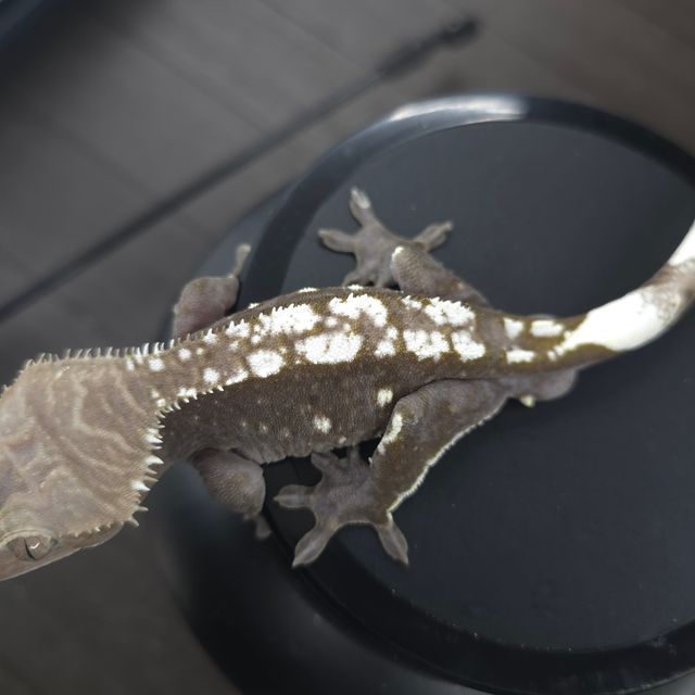 아잔틱