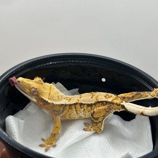 노멀 트라이 익스트림할리퀸