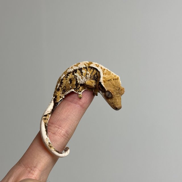 트라이 익스트림할리퀸