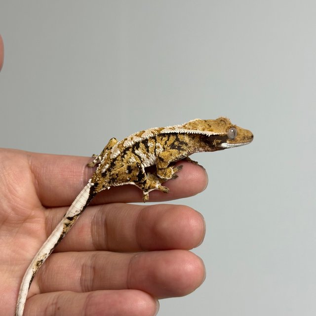 트라이 익스트림할리퀸