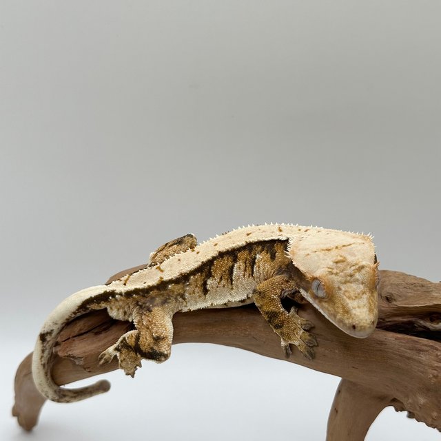 트라이 핀스트라이프