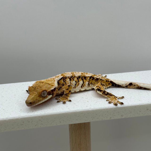 트라이 익스트림할리퀸