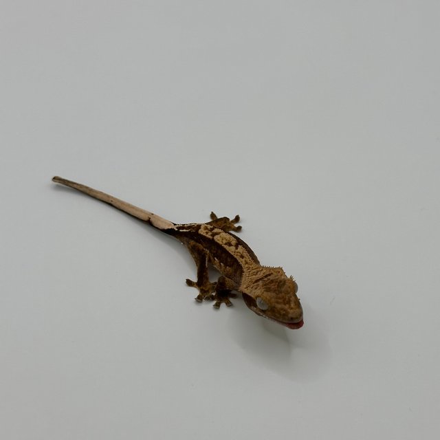 100%헷아잔틱 쿼드