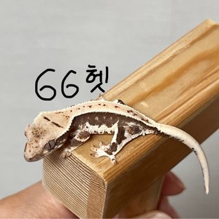 릴리화이트 풀핀 화이트핀 화이트스팟 화이트포트홀