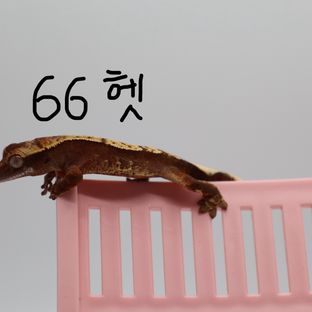 노멀