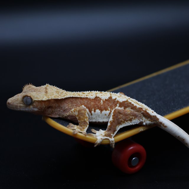 레드 릴리화이트