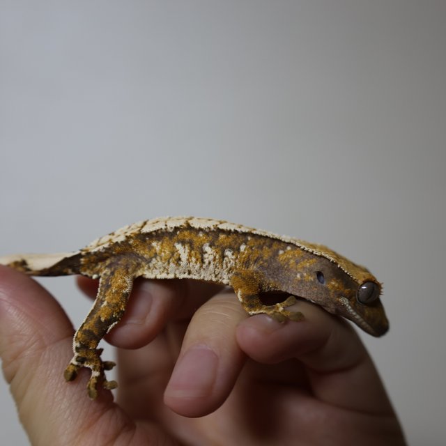 트라이 화이트스팟 화이트포트홀