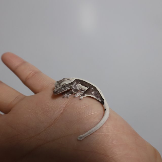 릴잔틱 풀핀 화이트크라운 화이트포트홀 화이트핀 화이트스팟