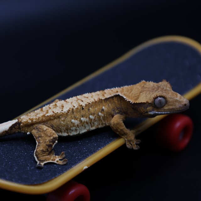 트라이 화이트포트홀 화이트스팟