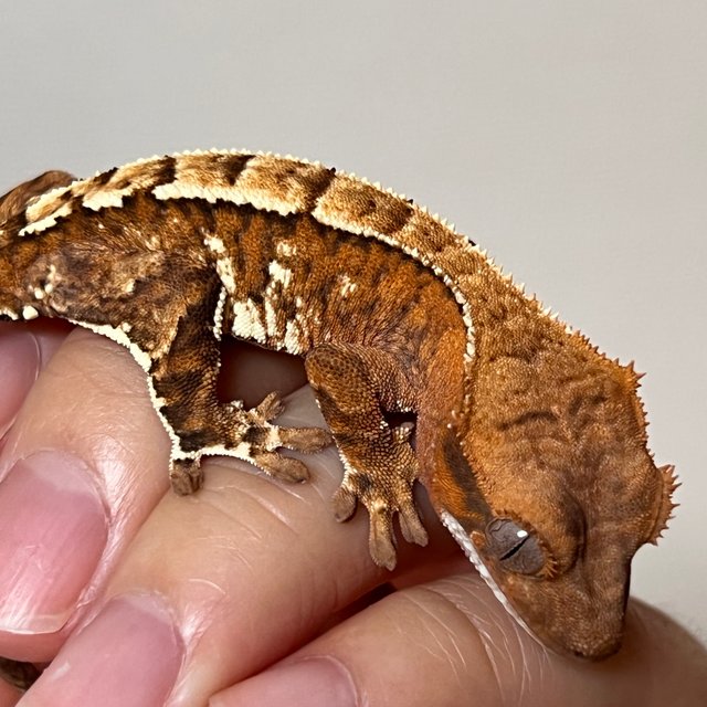 카푸치노 화이트스팟 화이트포트홀