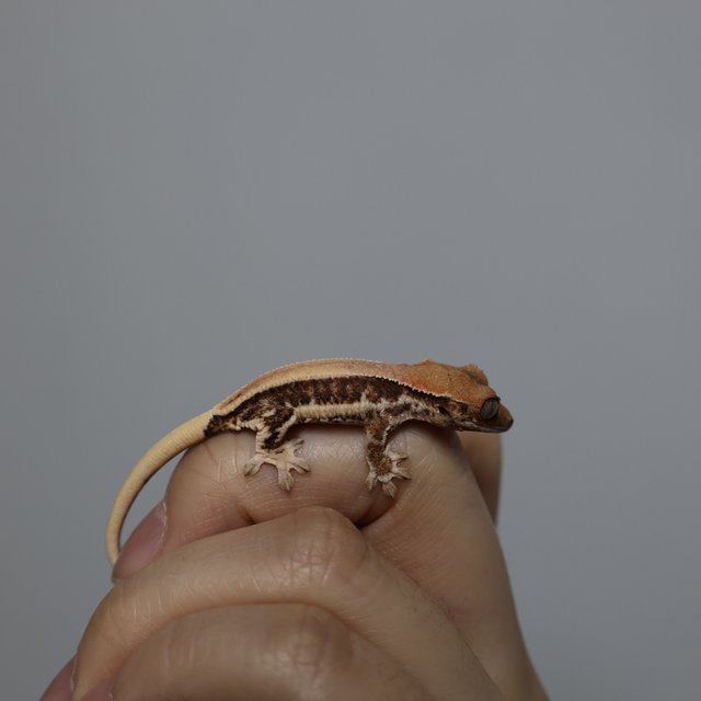 릴리화이트 화이트핀 화이트포트홀 풀핀 화이트스팟 드리피