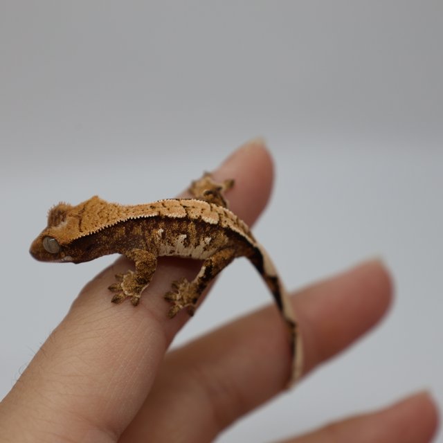 트라이 화이트스팟 화이트포트홀