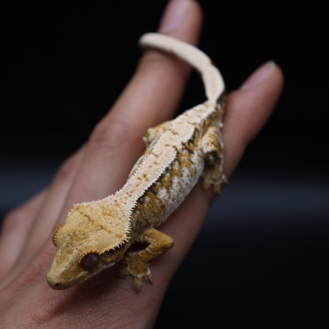 트라이 화이트스팟 화이트포트홀