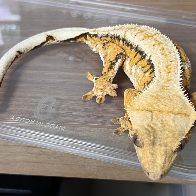 트라이